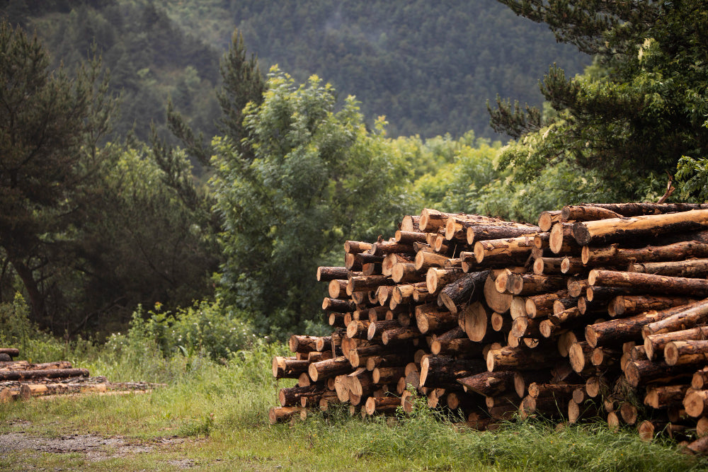 Understanding the Differences Between Hardwood and Softwood